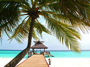 Eine Palme im Vordergrund, ein Steg der ins Meer führt. Die Sonne scheint.