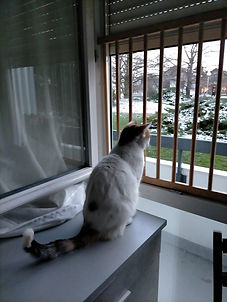 159318446_1429734770713582_3584480935748