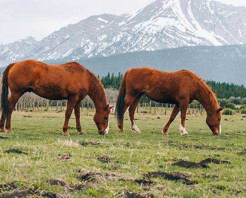 wild-horses-alberta_edited.jpg