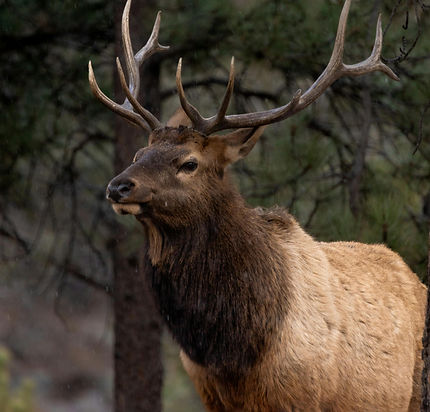 banff-elk