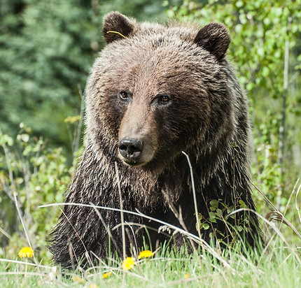 banff-grizzly-bear