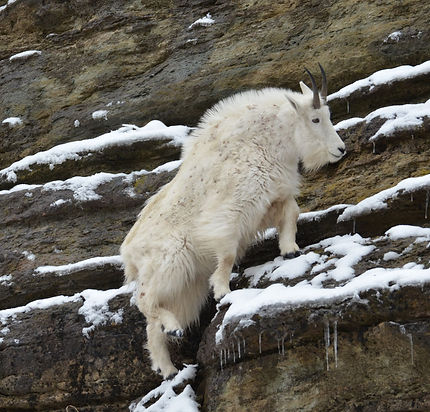 banff-goat