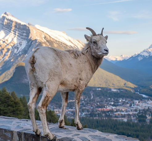 banff-wildlife-tour.jpg