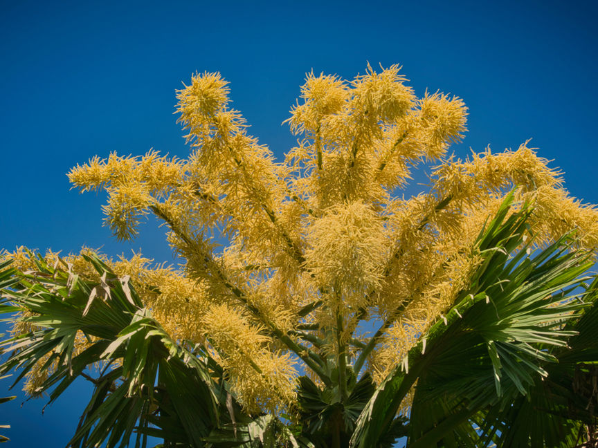 Flowering Talipot