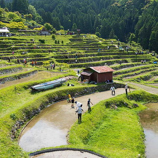 2026年5月16日の丸山千枚田