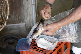 あまごの塩焼き