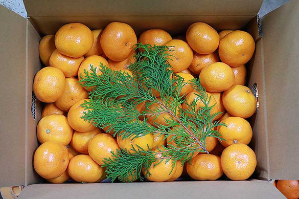 箱詰めされたみかん