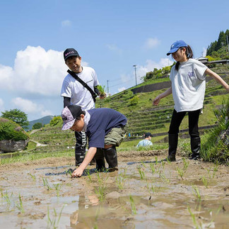 田植えをおこなう丸山千枚田のオーナー様