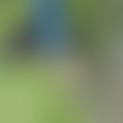 田植えをおこなう丸山千枚田のオーナー様