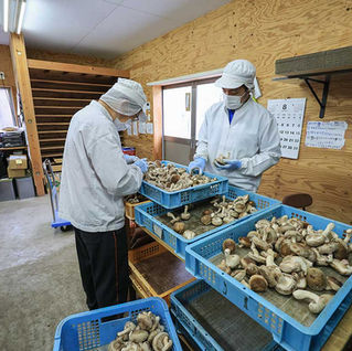 椎茸の選別