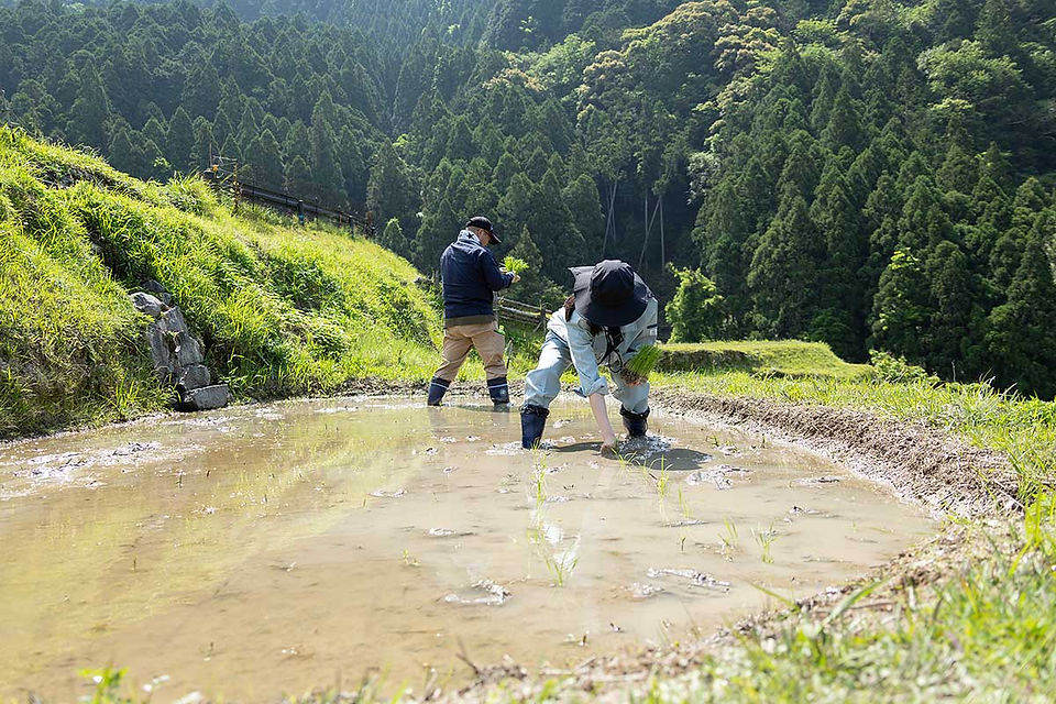 田植えをおこなう丸山千枚田のオーナー様
