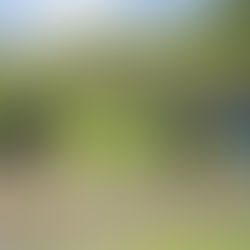 田植えをおこなう丸山千枚田のオーナー様