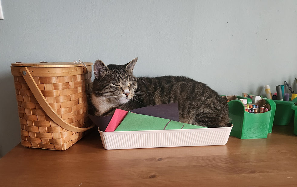 Spring 2025: Scout is always finding such cute places to sleep