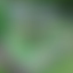 How to Start a Backyard Raised Garden Bed (Beginner Guide for Ontario)