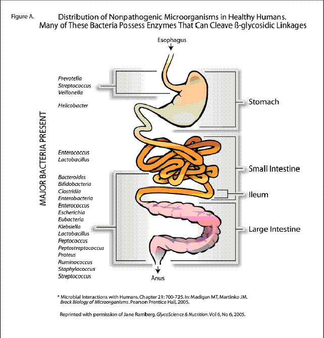 Digestive System