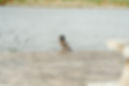 2025-04-14 Hadley Park SHP-1.jpg