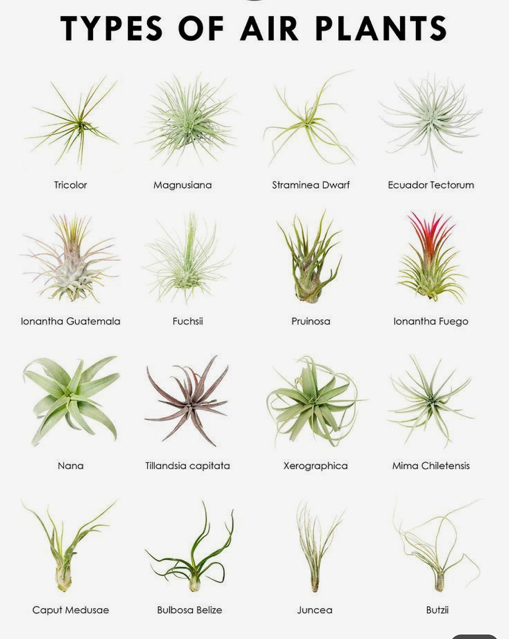 Tillandsias