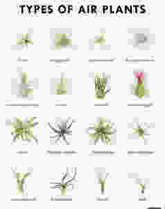Tillandsias