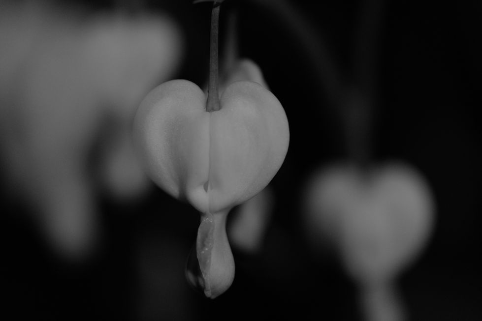 BLEEDING HEART