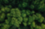 forest.jpg