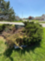 Before - Bush Removal
