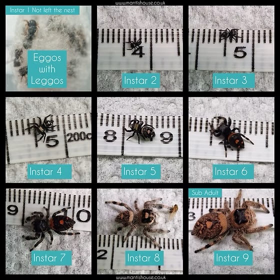 Molting Process in Phidippus regius by Mantis House