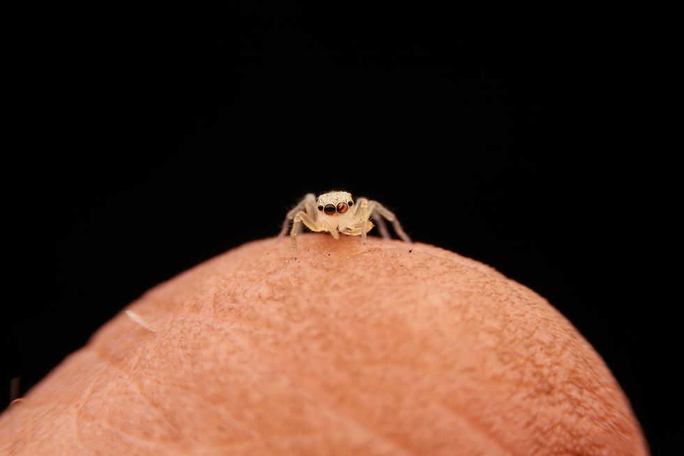 Tiny Jumping Spiderling on Finger Image by Mayom Kheawpuang