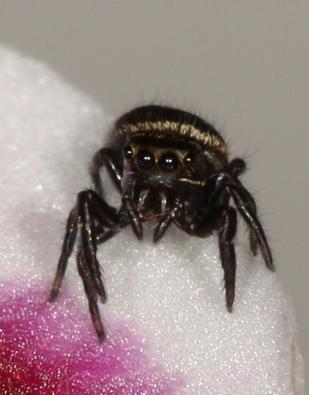 Approximately i3-i4 Image courtesy of Kozmic Dreams, “My Digital Photography of Baby Phidippus audax Jumping Spiders.”