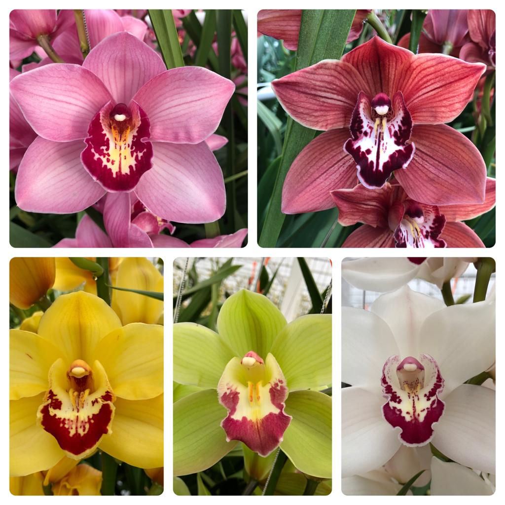 Twee orchideeëntakken 80 cm (keuze uit 4 kleuren takken)