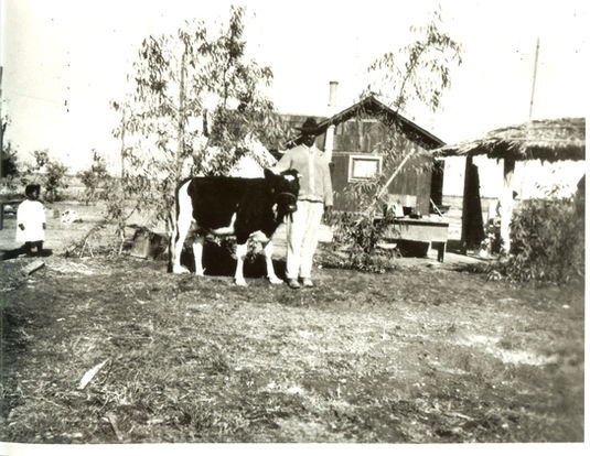 Man_with_cow_1.JPEG