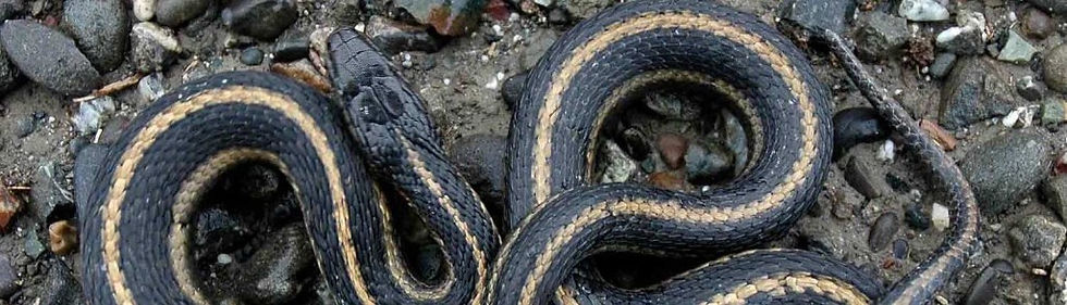 Kansas City Snake Removal | Cridder Ridder | Kansas City