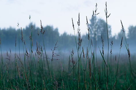 luonto -4.jpg