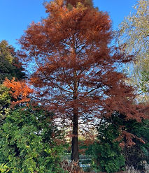 Swamp Cypress