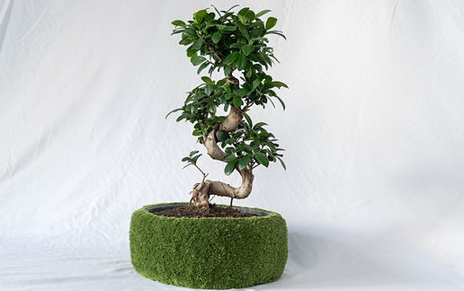 Bonsai mit Sonderanfertigung Blumentopf aus Tufting Wolle