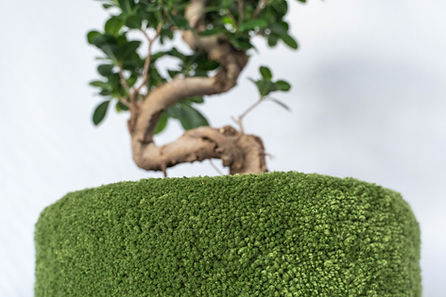 Nahaufnahme der Textur, Bonsai mit Sonderanfertigung Blumentopf aus Tufting Wolle
