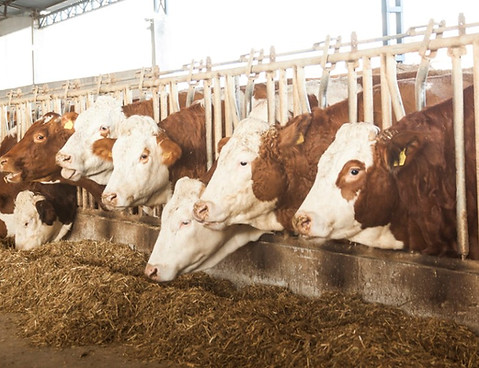 corn-fed-beef-is-often-code-for-candy-fe