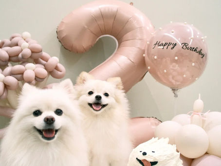 🎂毛孩兩歲生日派對｜柔霧粉色系氣球佈置