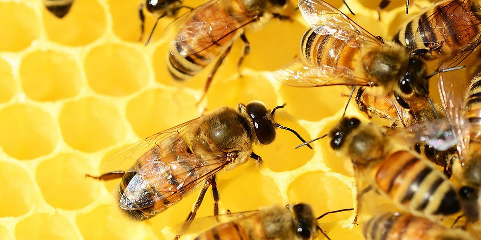 Tour Orust - Världsbidagen & Västkusten // World Bee Day & the Westcoast