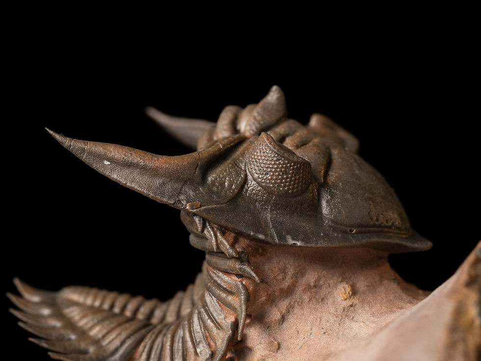 Thumbnail: Asociación Trilobites Devónico Metacanthina issoumourensis & Scabrella sp.