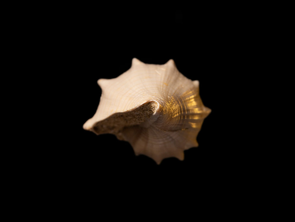 Miniatura: Athleta (Volutispina) spinosa