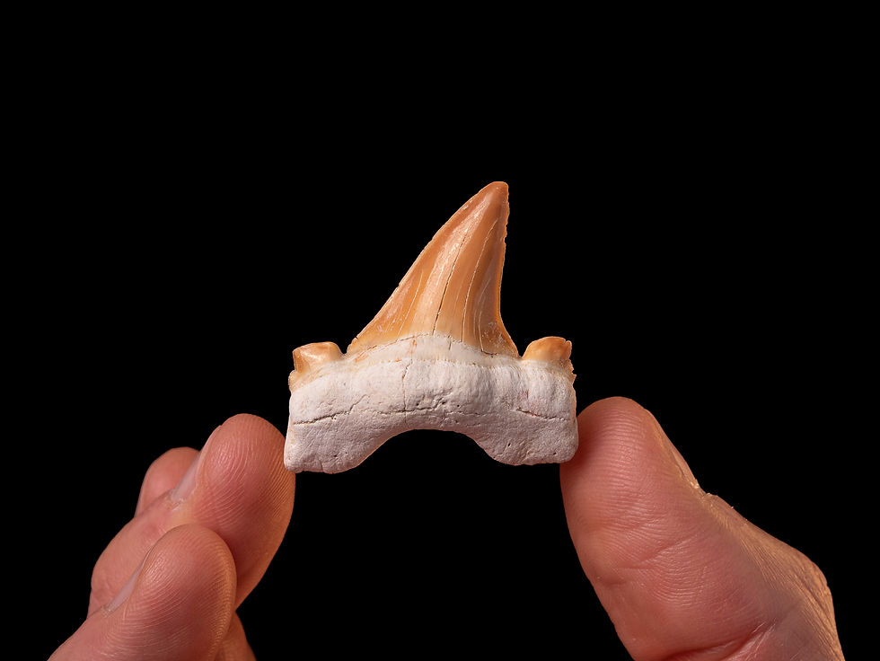 Fotografía auténtico diente de tiburón prehistórico Otodus obliquus | Toptrilos