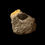 Thumbnail: Cardiocarpus sp.