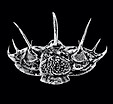 Comura Bultyncki Trilobite