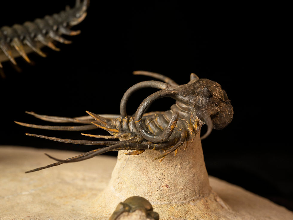 Thumbnail: Dicranurus monstrosus & Crotalocephalus gibbus
