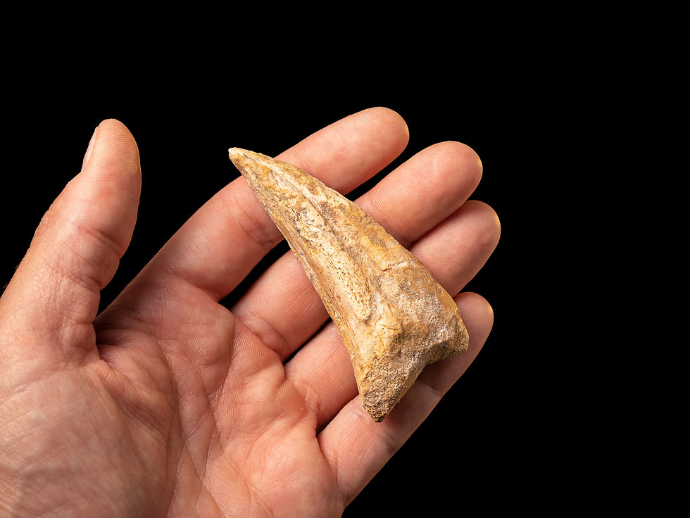 Thumbnail: fotografía vita de auténtica y  impresionante garra de dinosaurio carnívoro kem-kem Africa  en una mano sobre un fondo negro