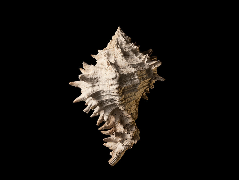Thumbnail: Hexaplex fulvescens