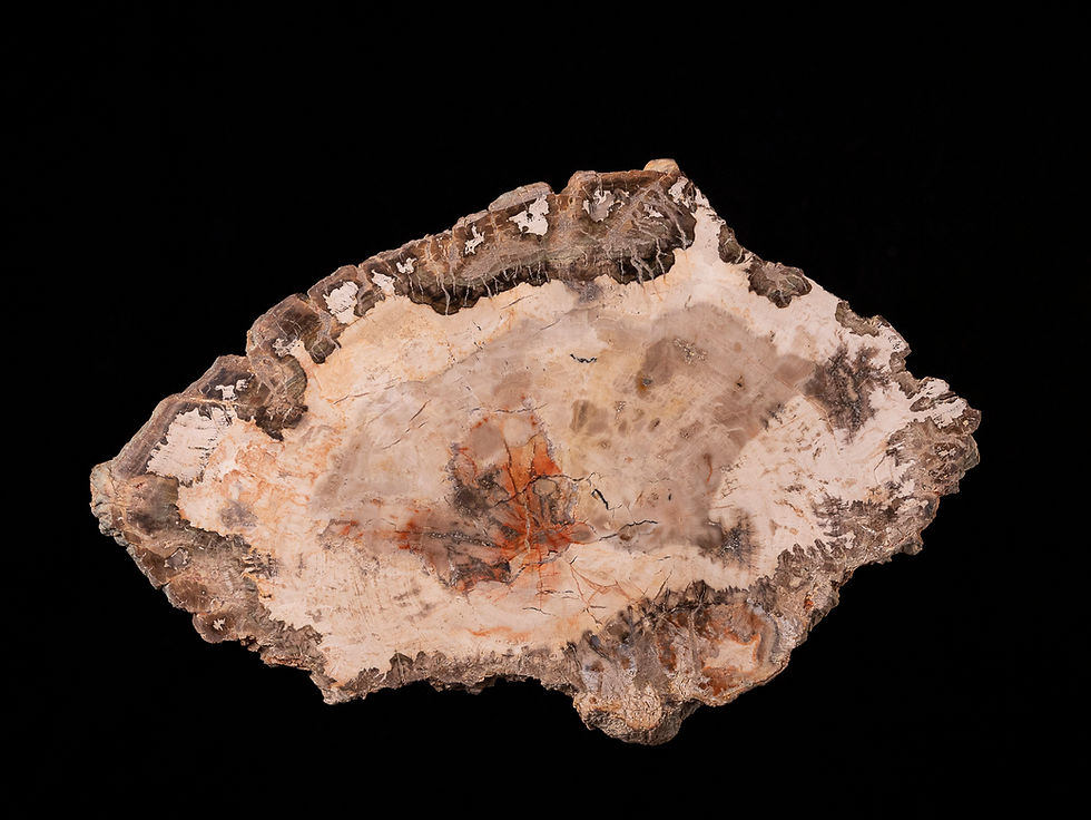 Miniatura: Rodaja de madera fósil pulida Araucarioxylon sp. del Triásico (Madagascar)