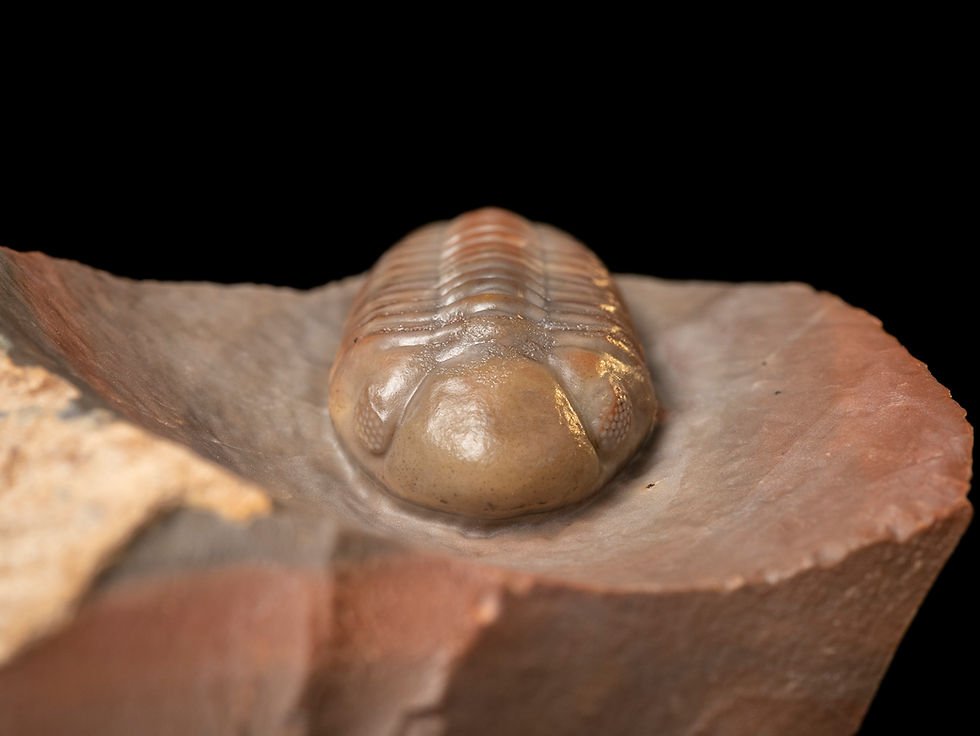 Thumbnail: Trilobite del Devónico Medio Austerops smoothops procedente de Jorf