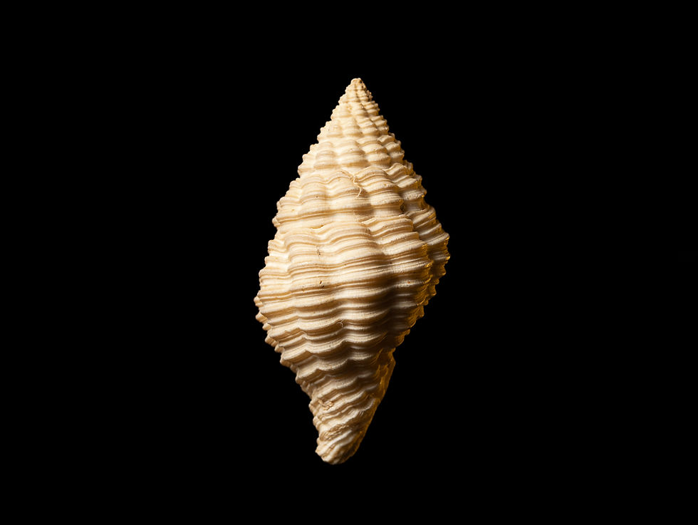 Miniatura: Clevipollia incarinata