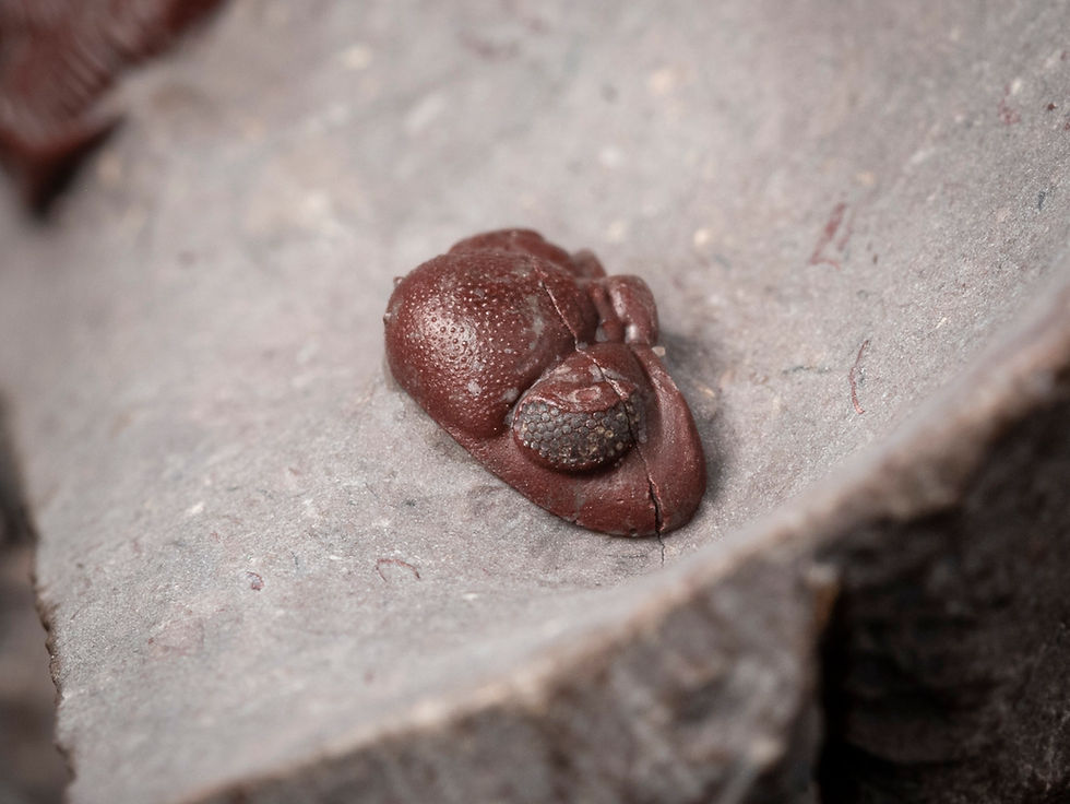 Thumbnail: Trilobite del devónico fosilizado en color rojo procedente de Hamar Laghdad